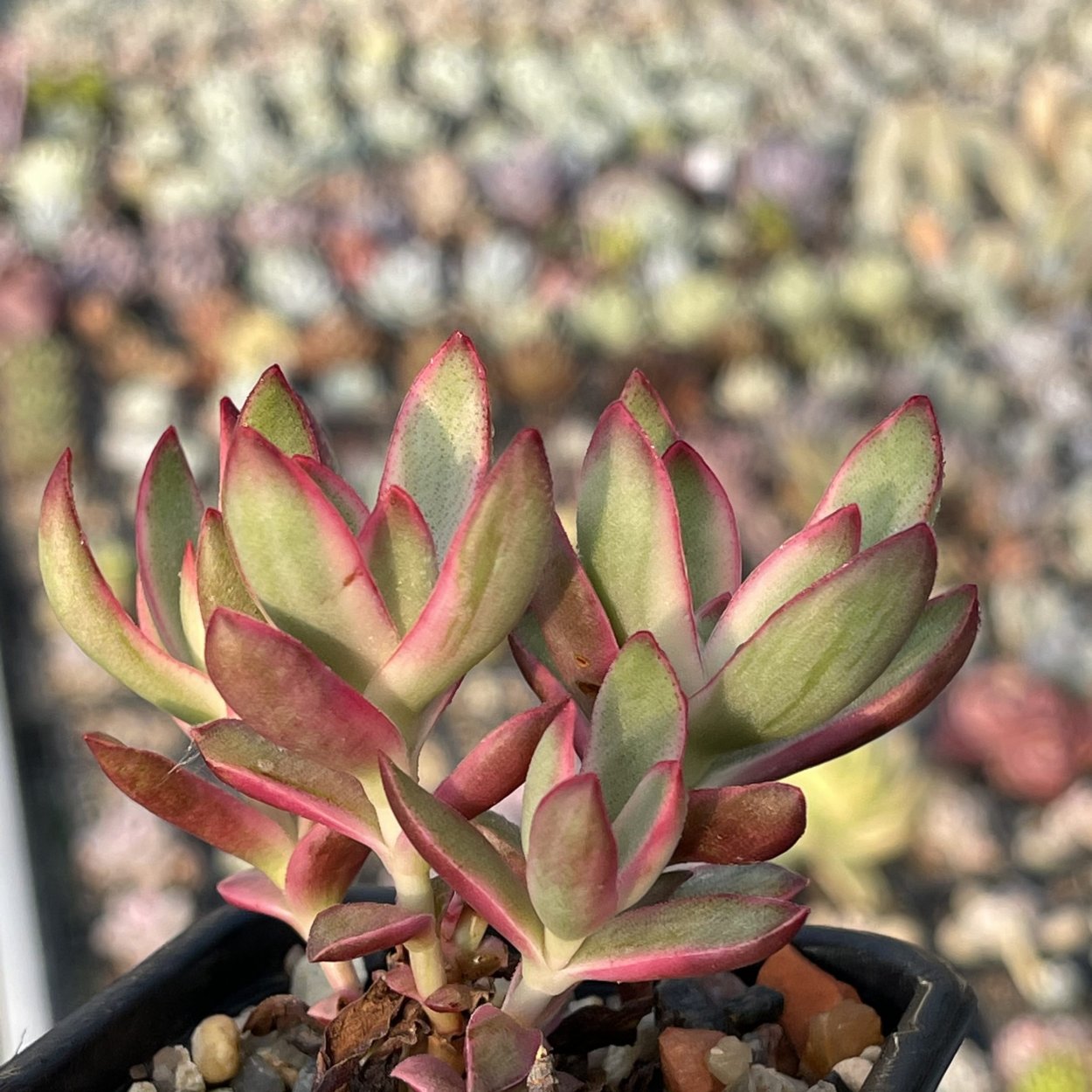 Crassula Candy Cane