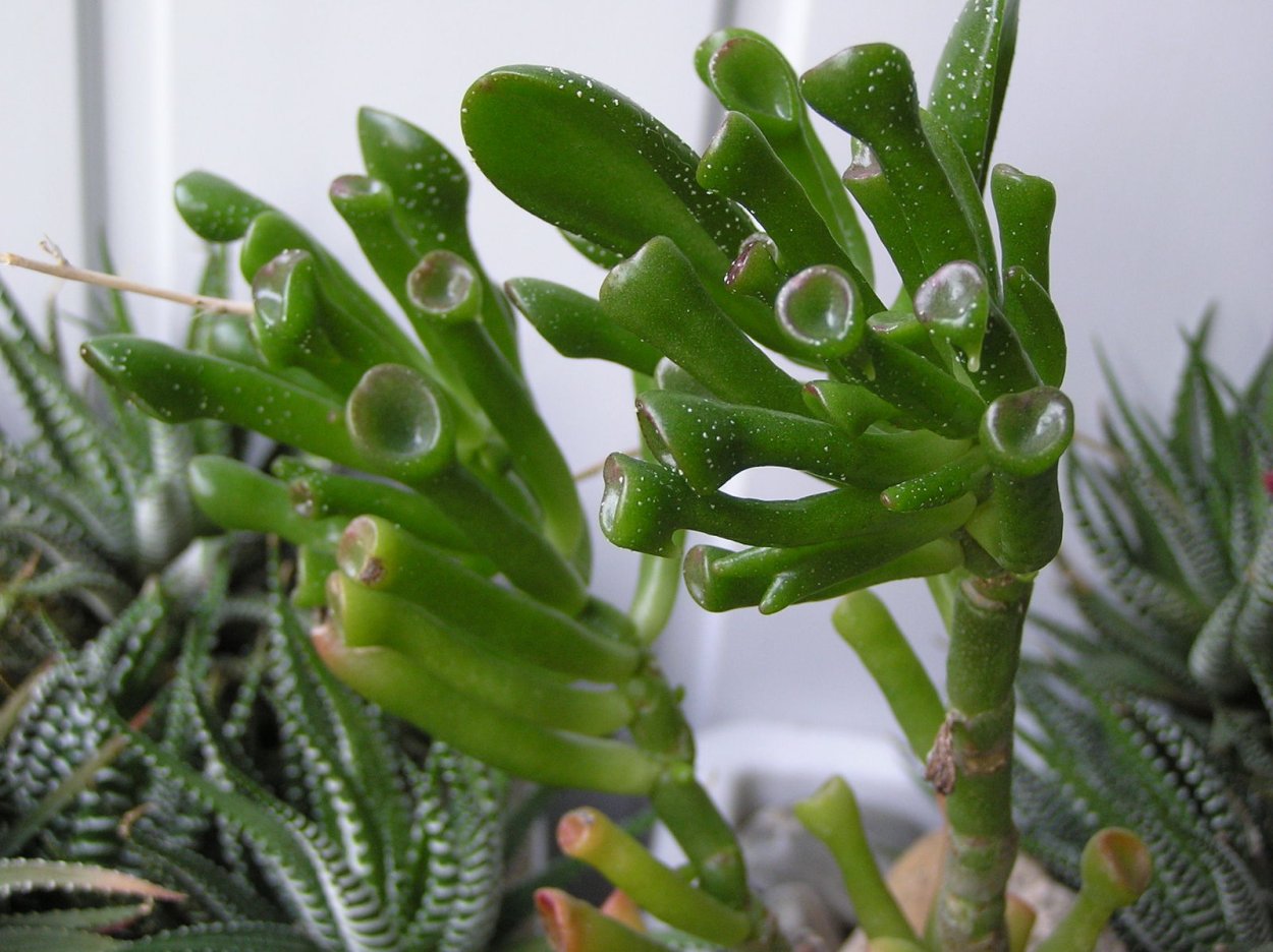 Крассула Хоббит мучнистый червец