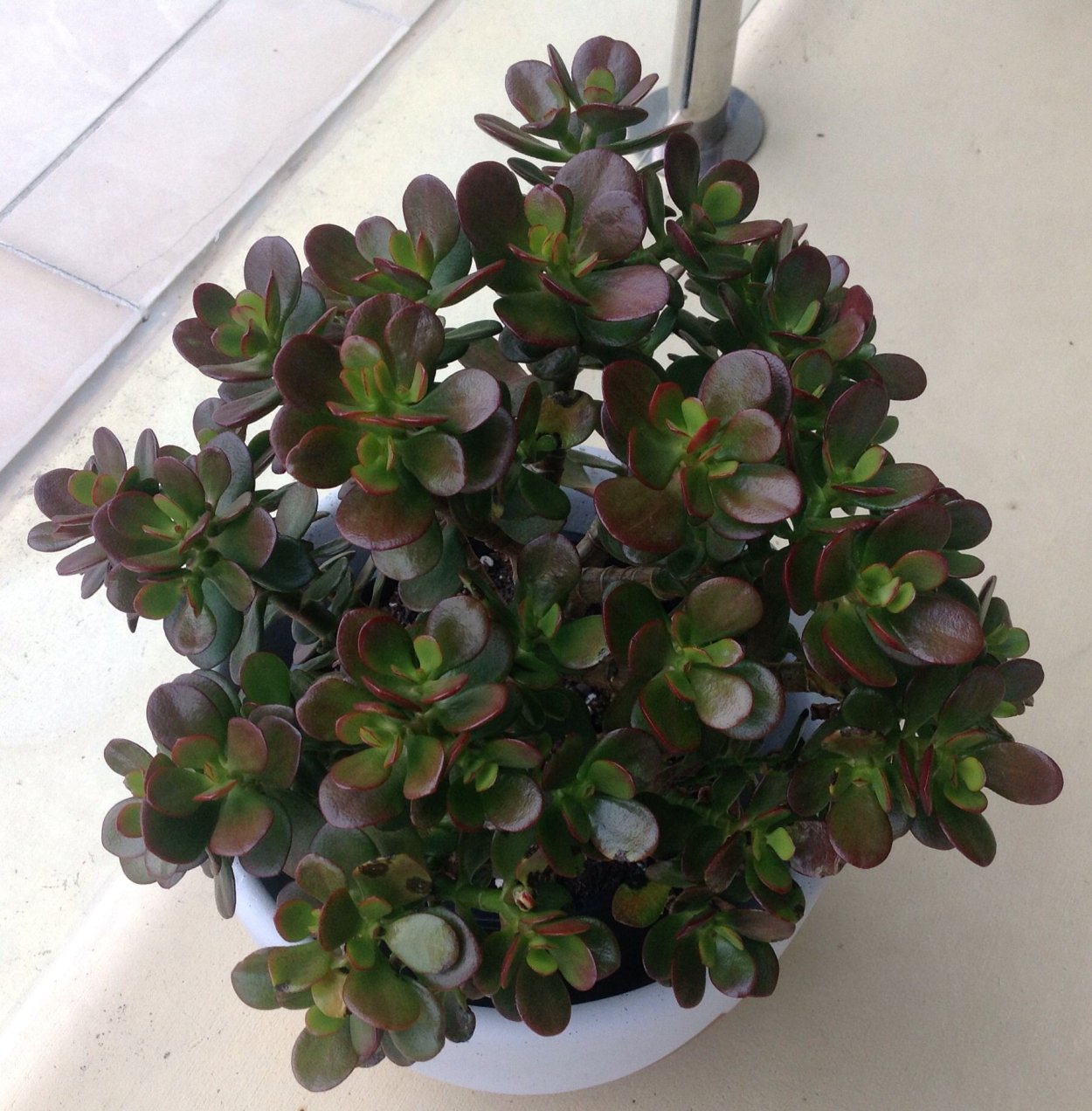 Толстянка Крассула Овата Минима