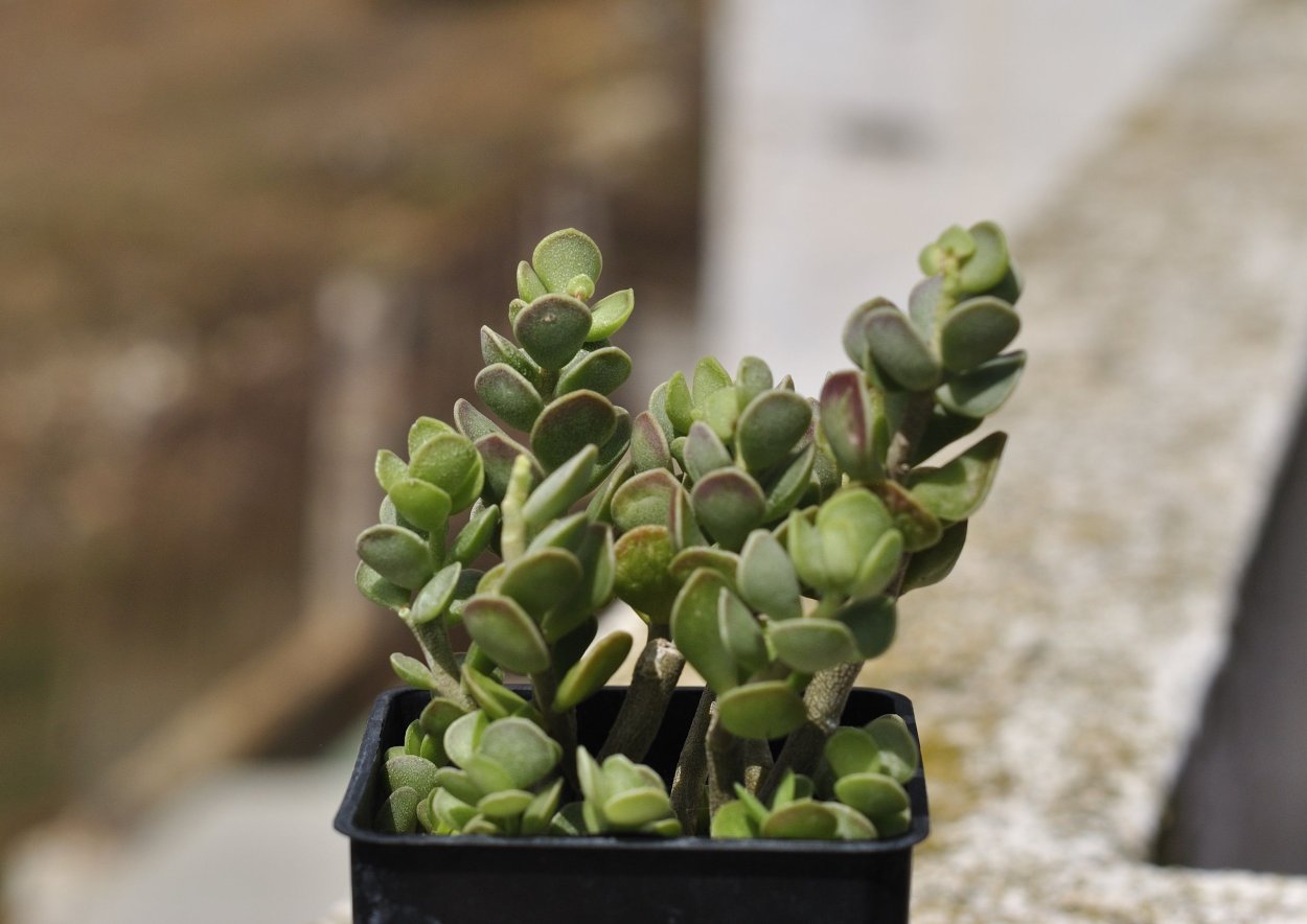 Адромискус цветок