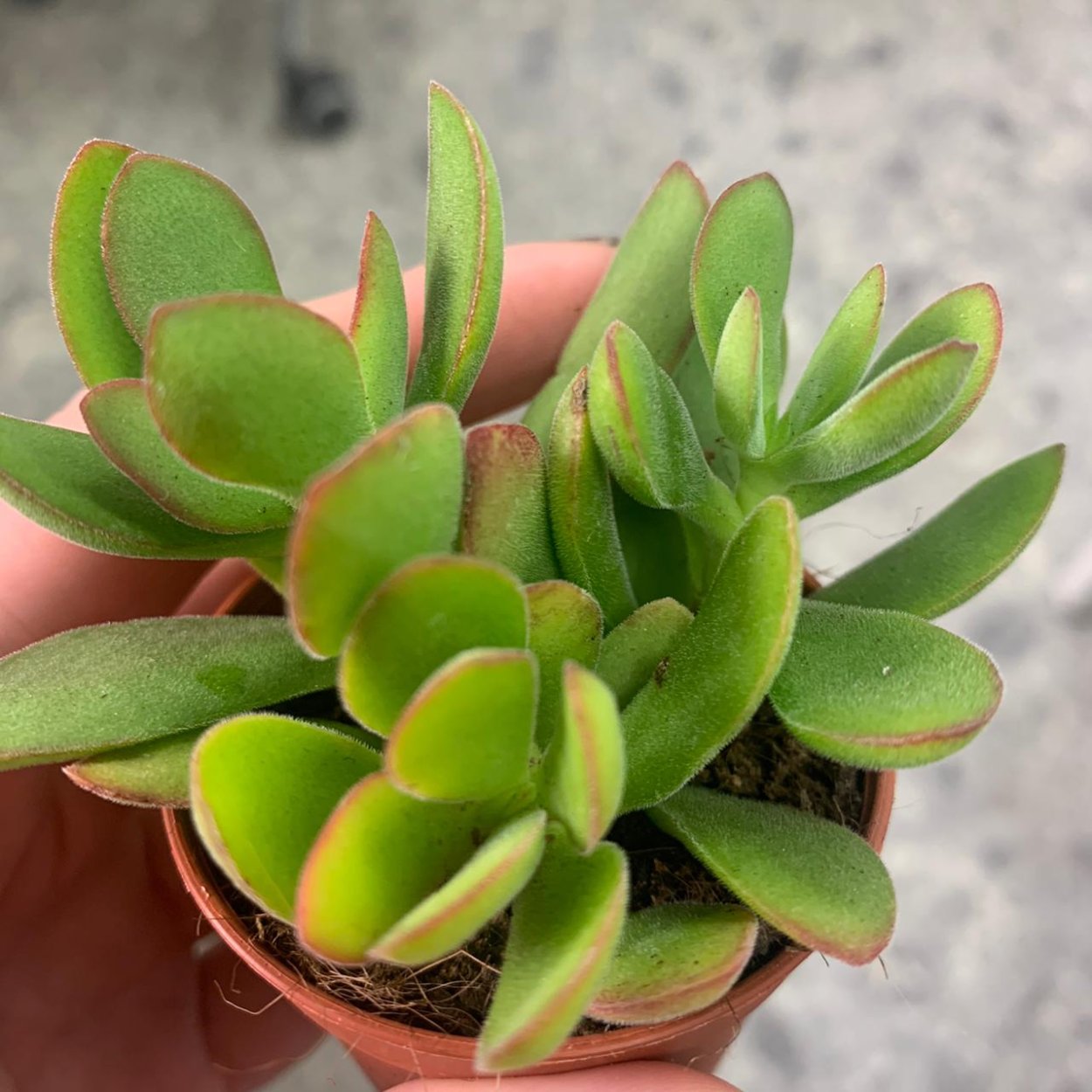 Crassula rogersii Крассула Роджерса