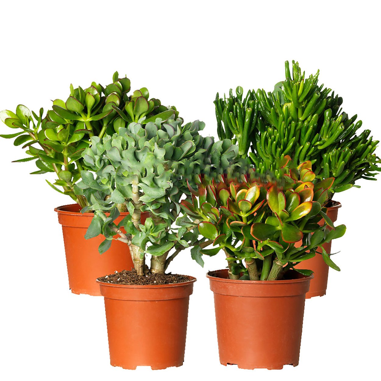 Крассула микс d 12