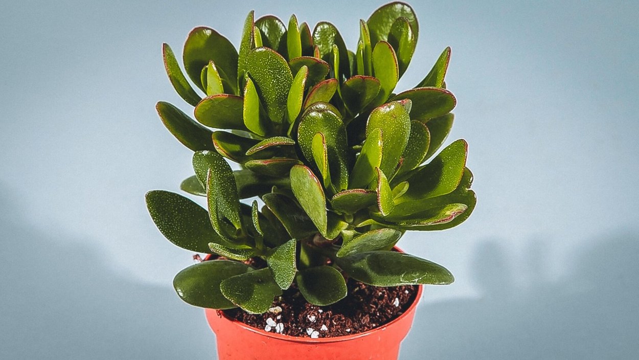 Крассула Каролина