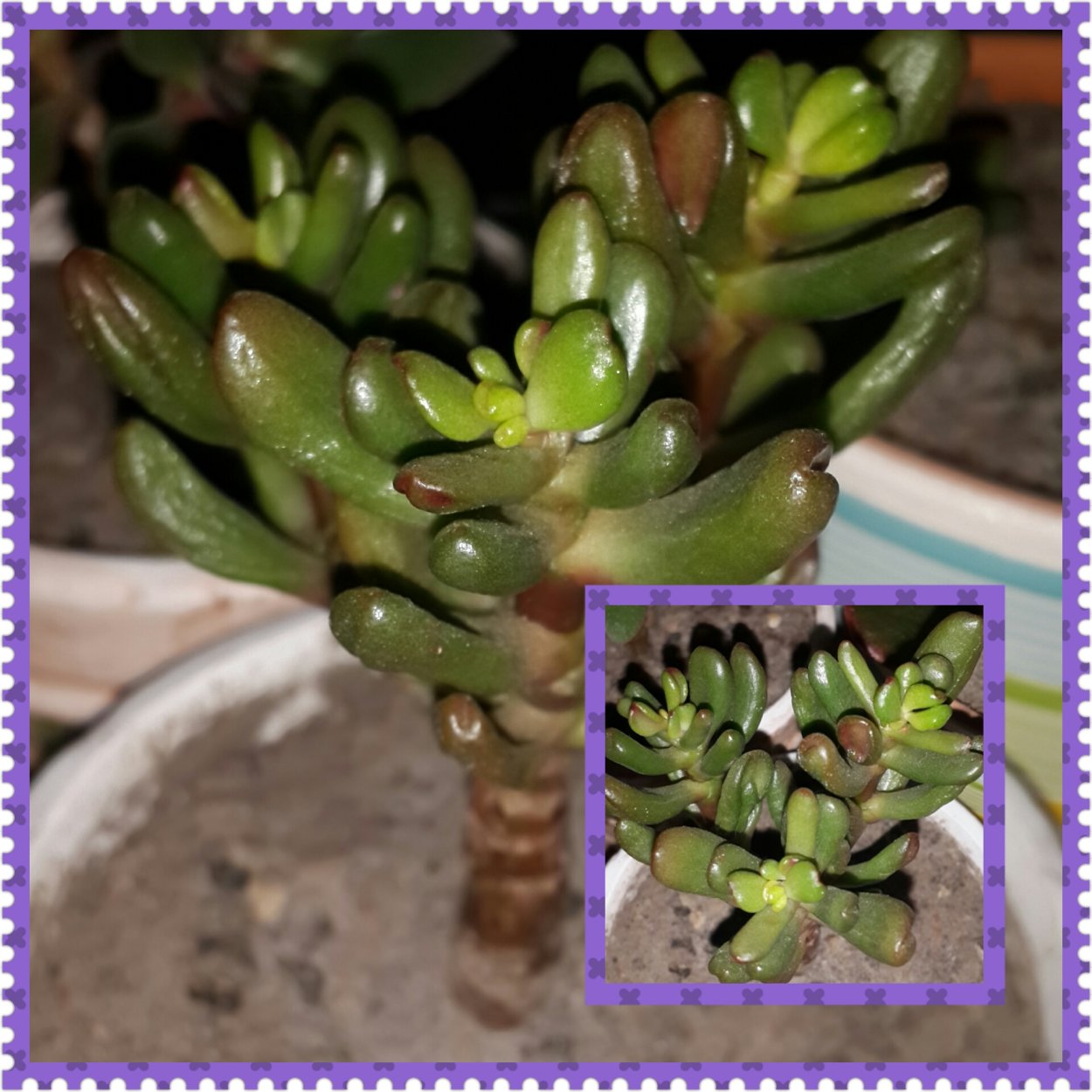 Крассула альстони (#Crassula alstonii)