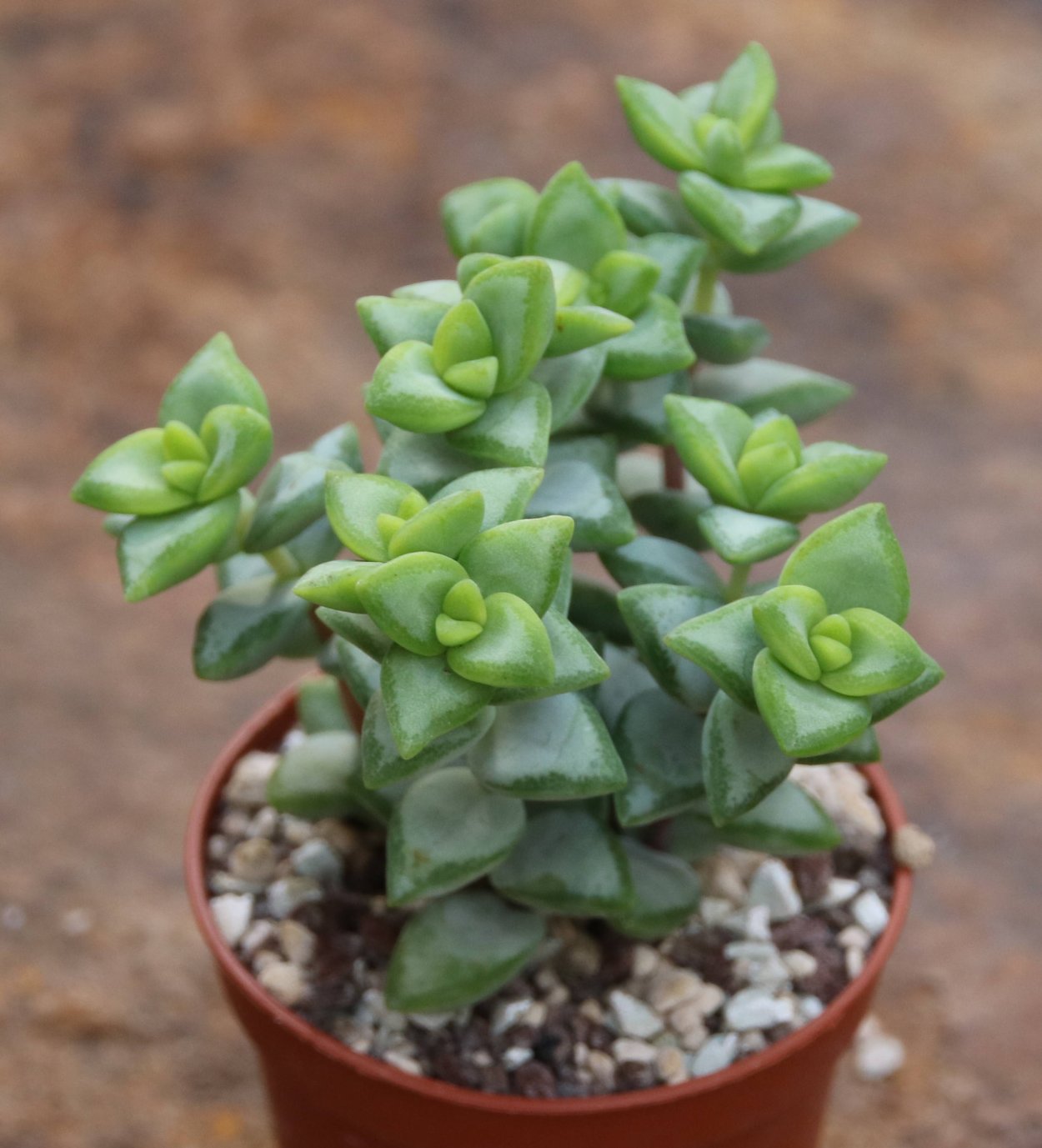 Крассула Рупестрис Crassula rupestris