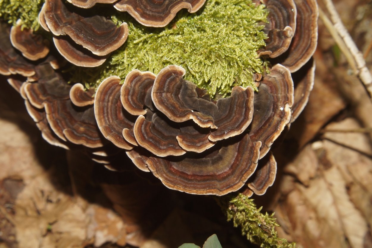 Траметес охряный trametes ochracea