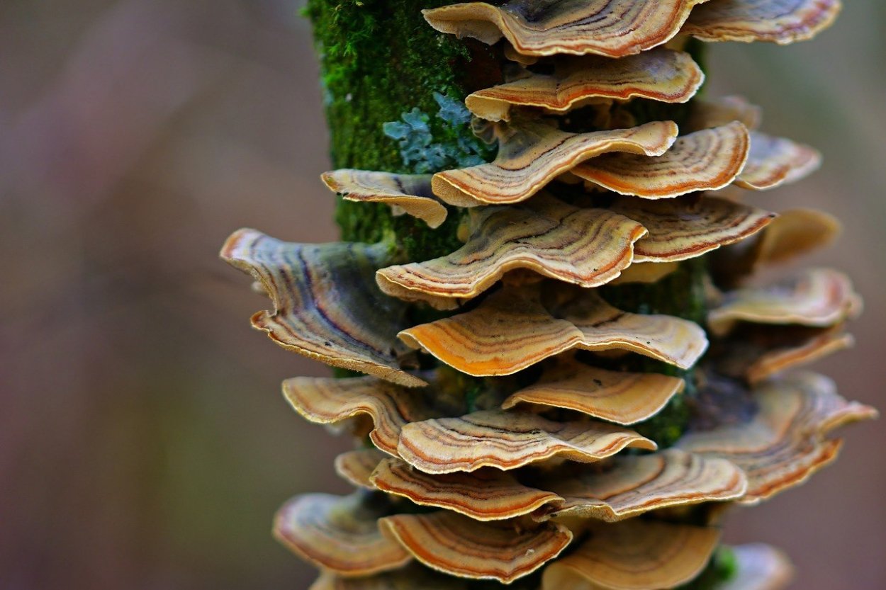 Грибы паразиты