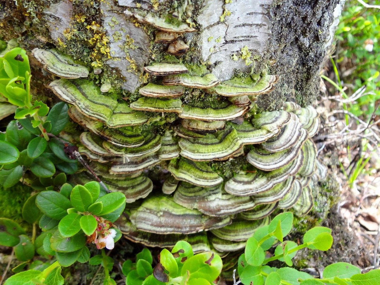 Трутовик зеленый