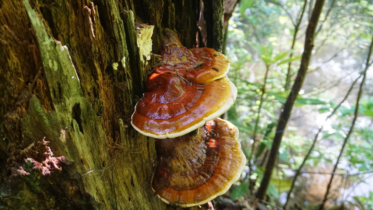 Ganoderma tsugae