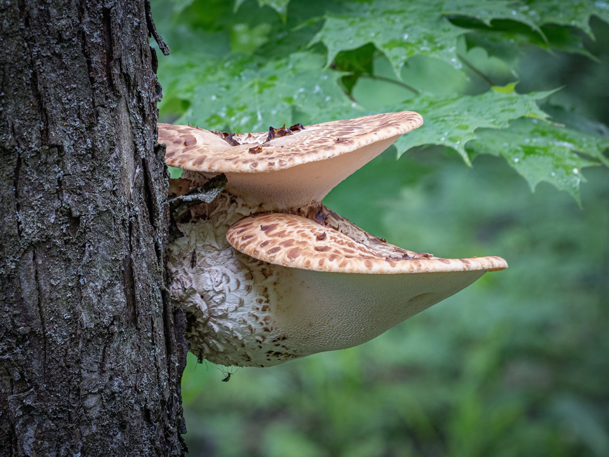 Трутовик и хищный грибы картинки в хорошем качестве