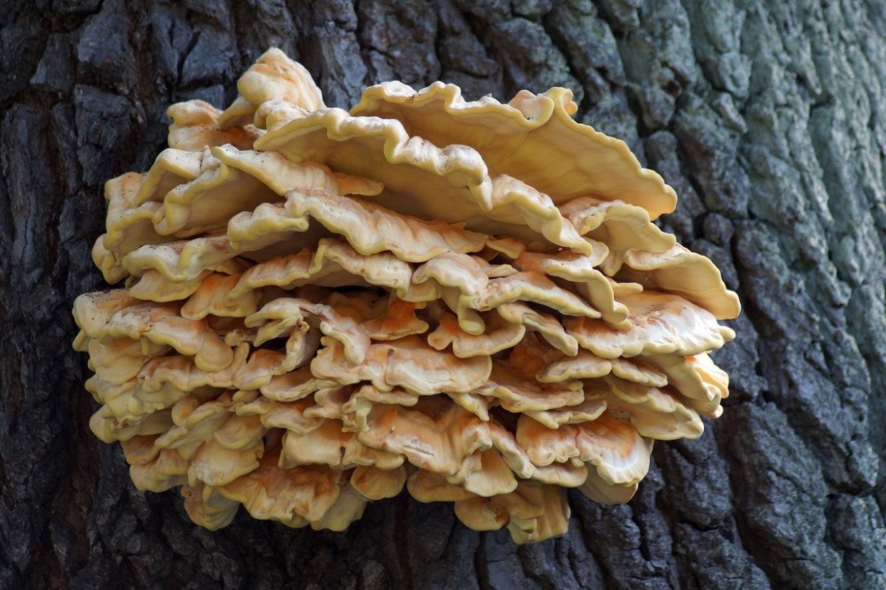 Фунгус древесный гриб