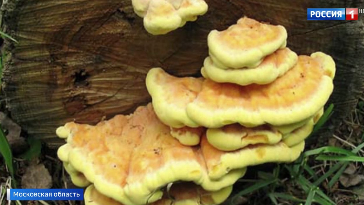 Трутовик серно-жёлтый