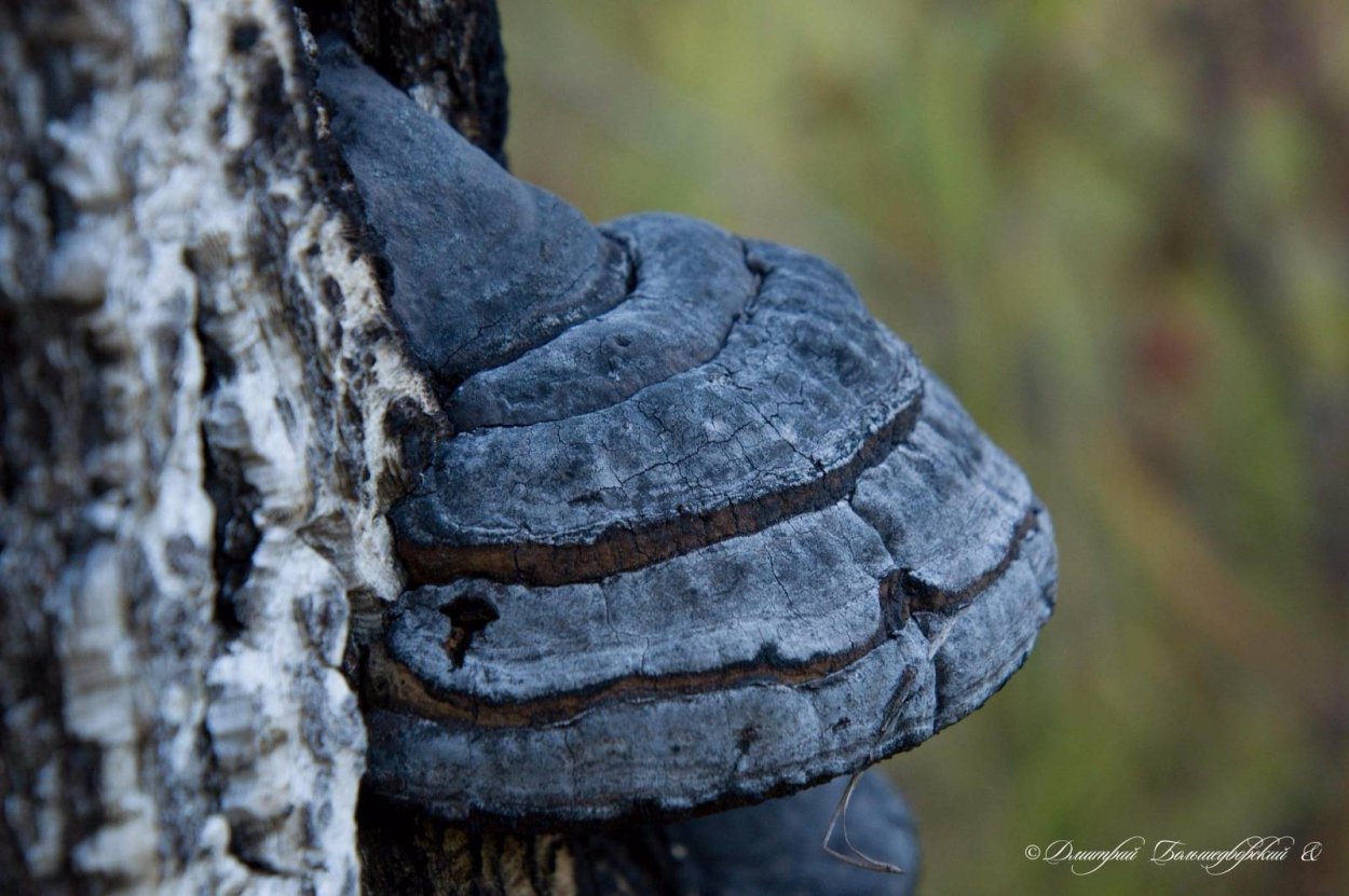 Гриб трутовик настоящий