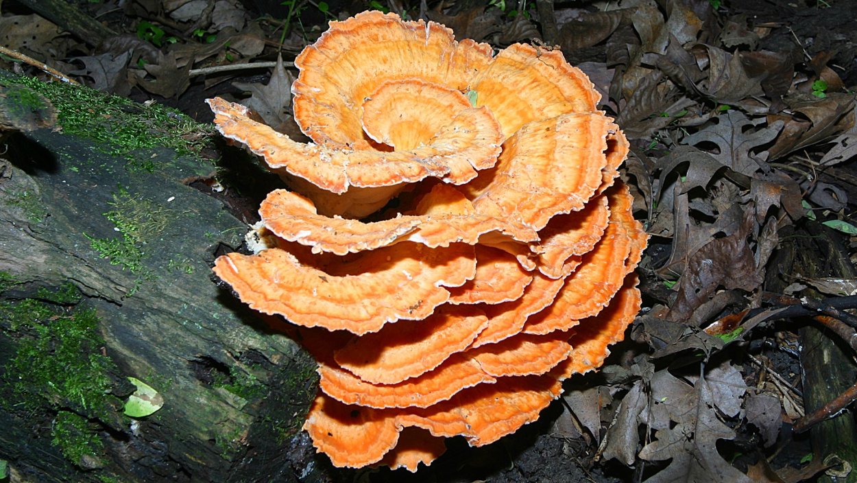 Древесный гриб трутовик
