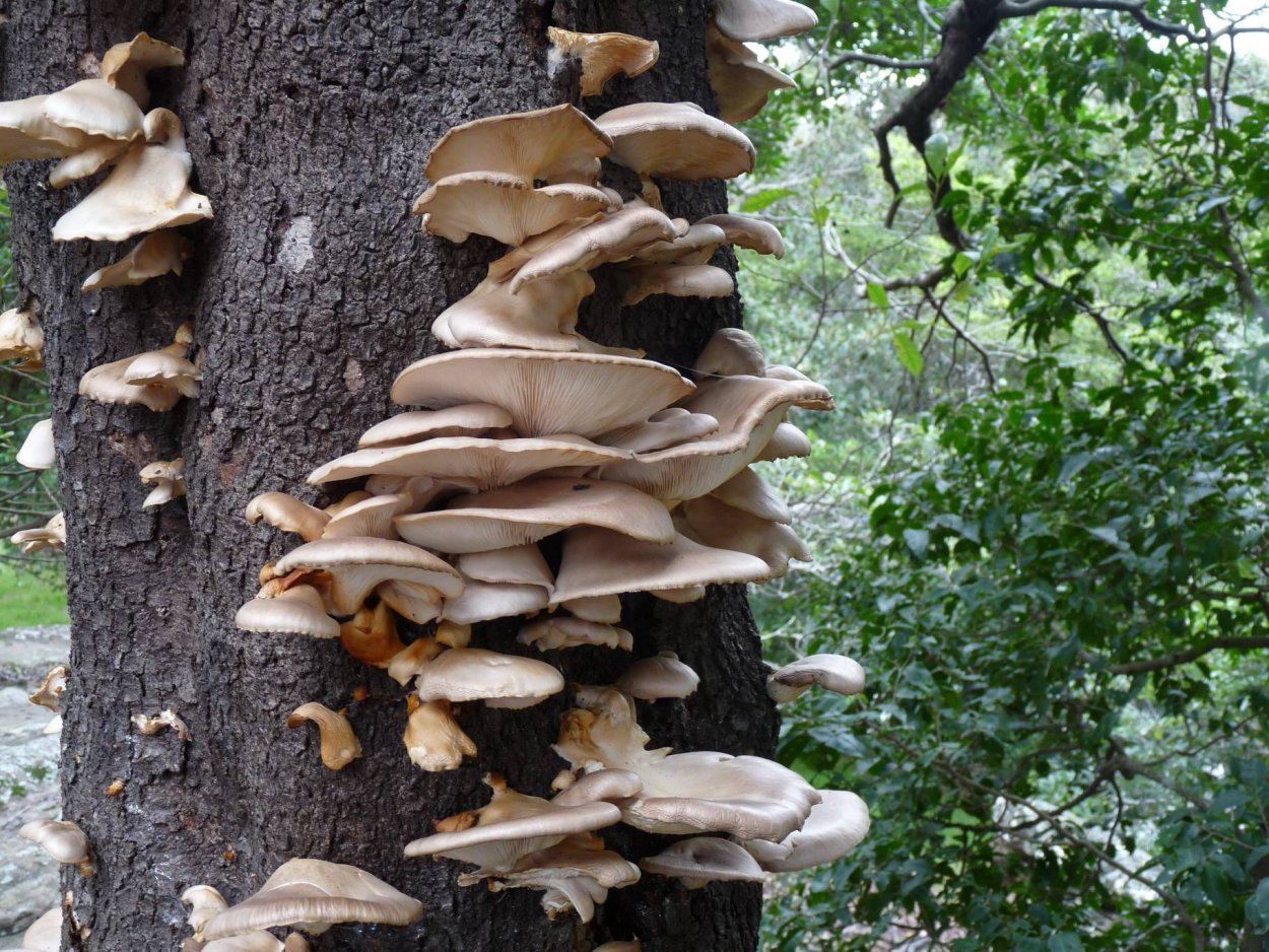 Грибы на стволе ясеня