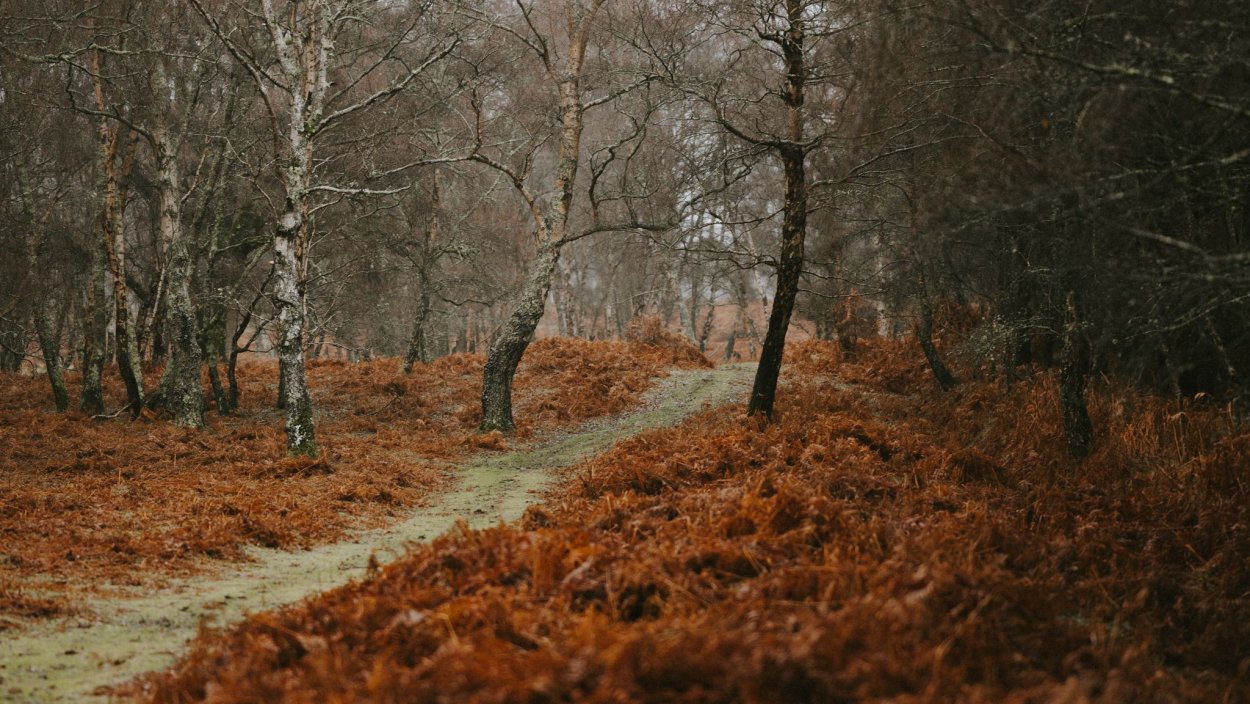 Поздняя осень