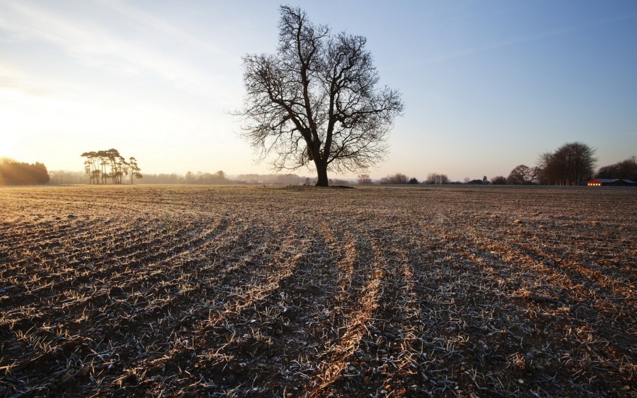 Невспаханное поле