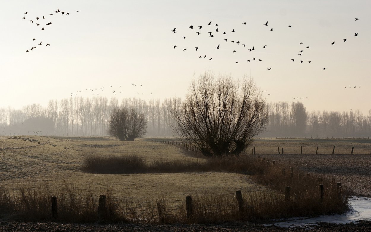 Поздняя осень Грачи улетели