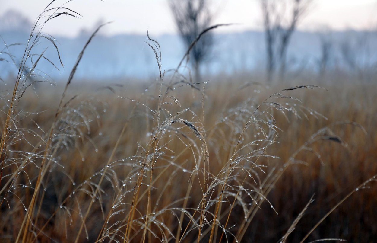 Сухая трава осенью