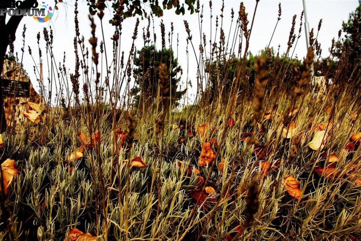 Увядание трав