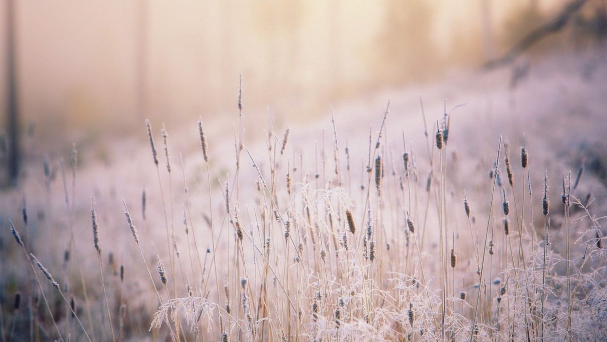 Жухлая трава