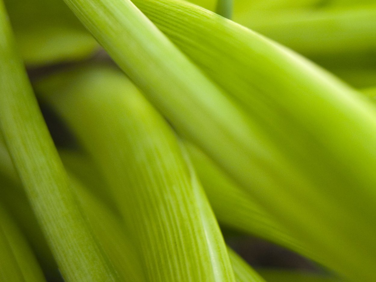 Ксилианс глб