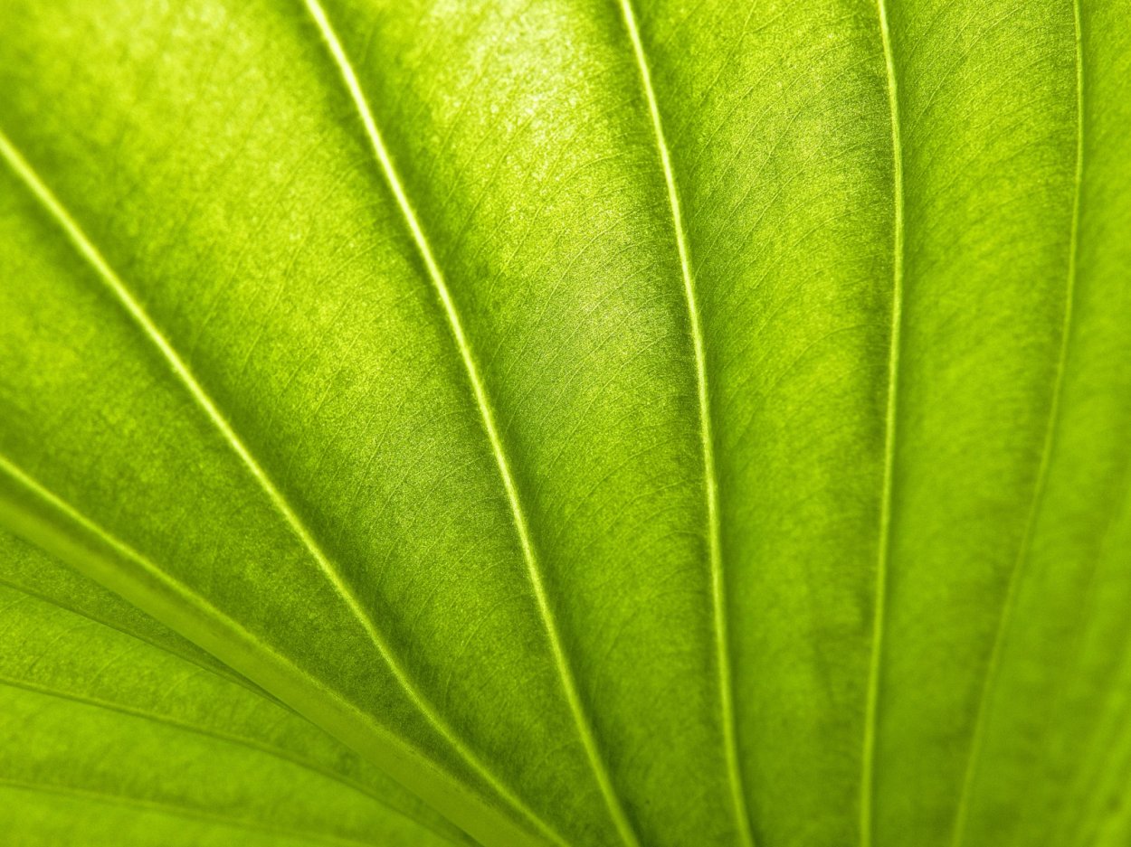 Однотонная картинка с растениями