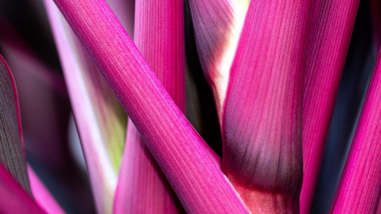 Розовые стебли