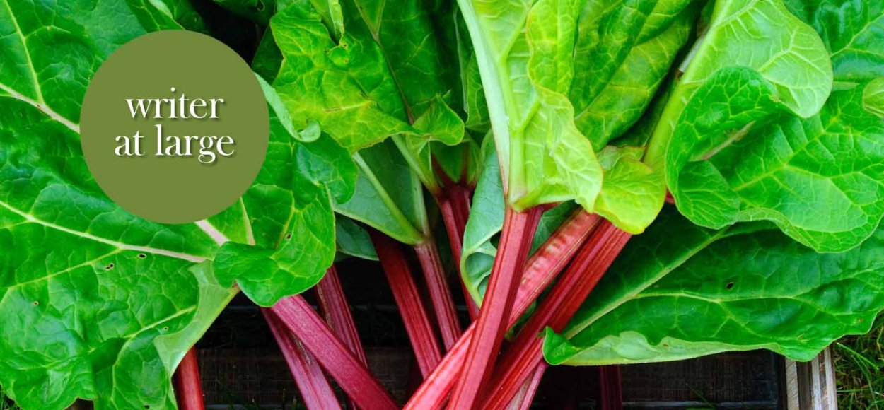 Ревень волнистый