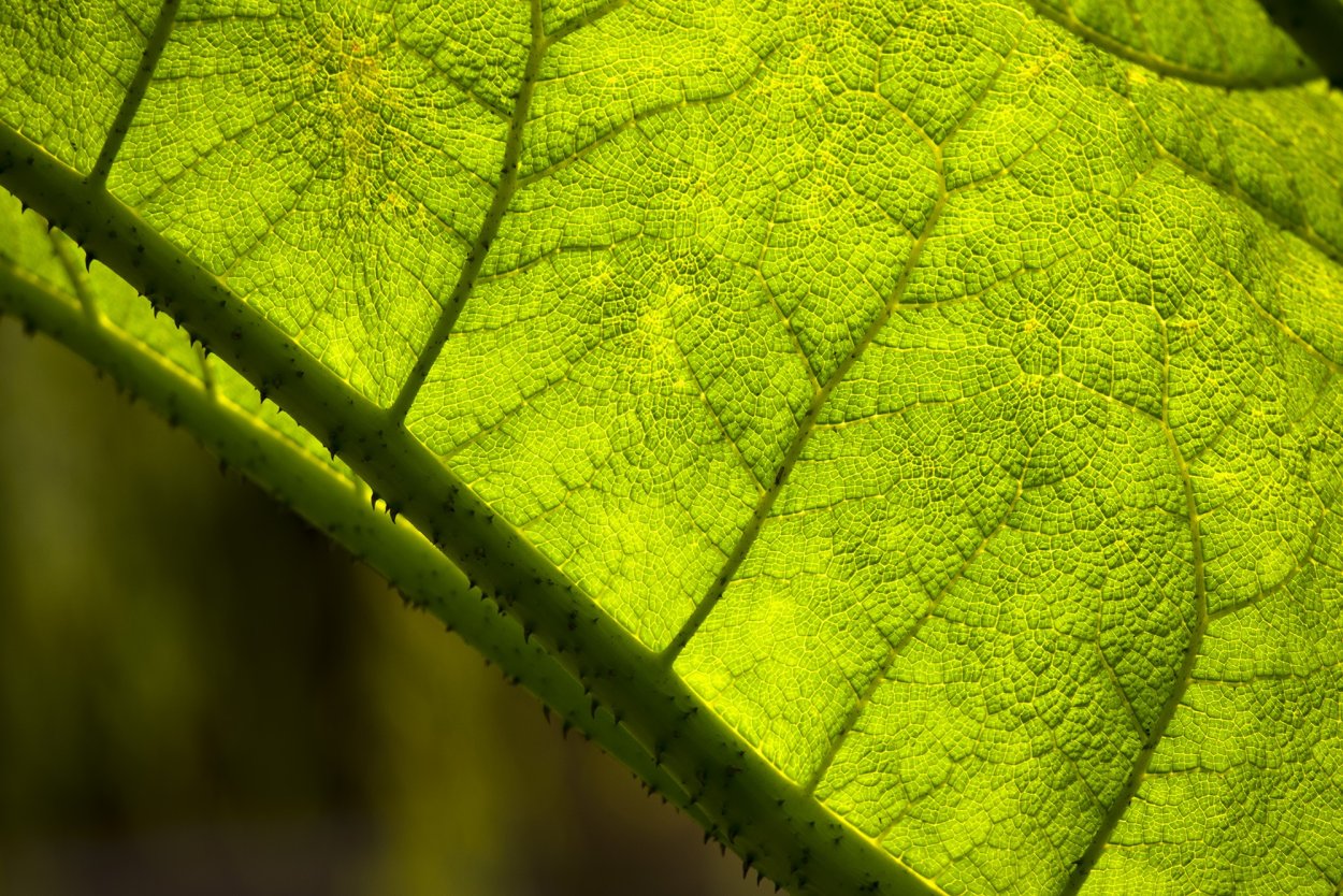 Лист листва симфония