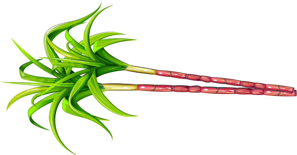 Сахарный тростник на прозрачном фоне