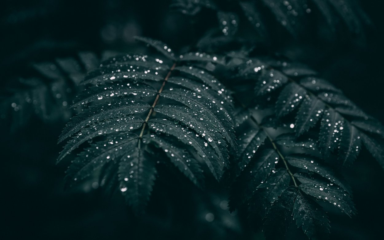 Обои листья