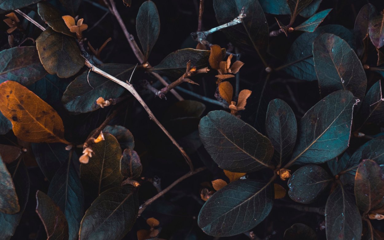 Темная листва