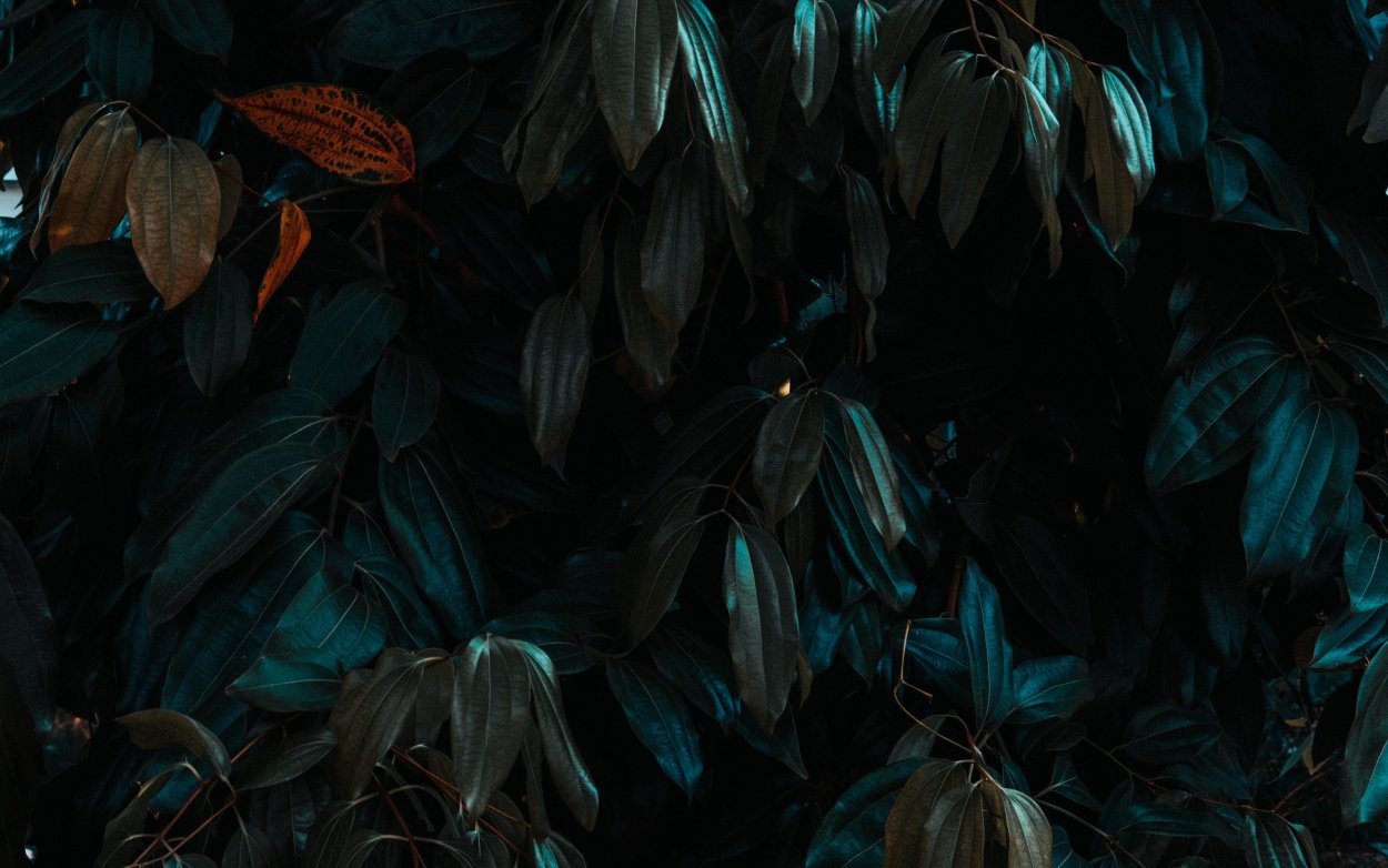 Темно зеленые цветы