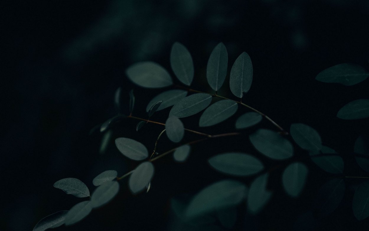 Темные листья обои