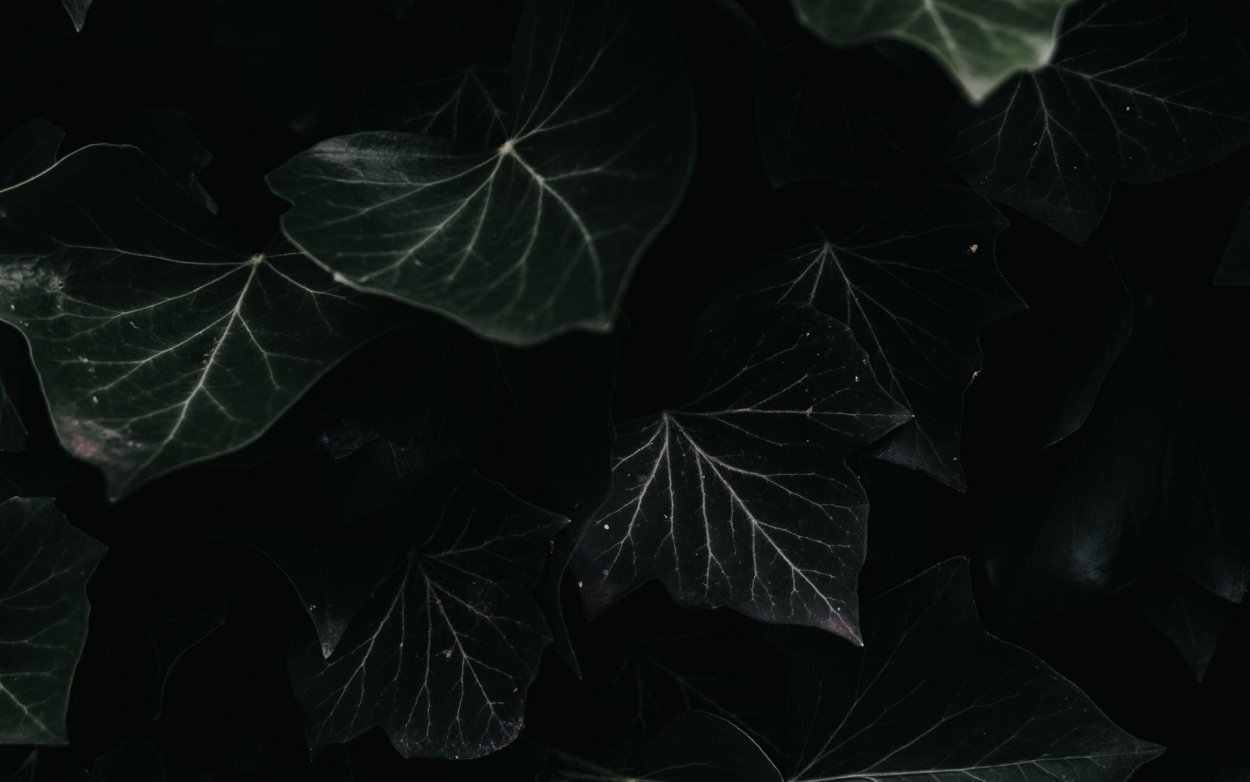Темный листок