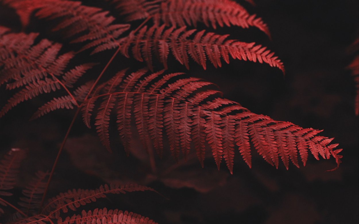 Папоротник Щитовник красный