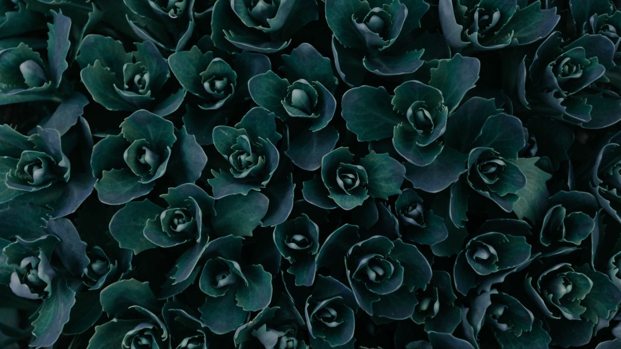 Зеленые цветы