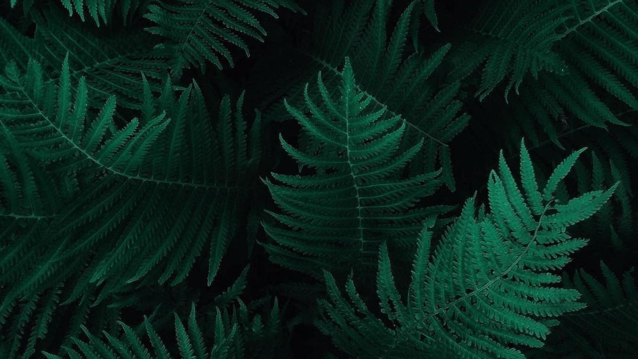 Изумрудный папоротник