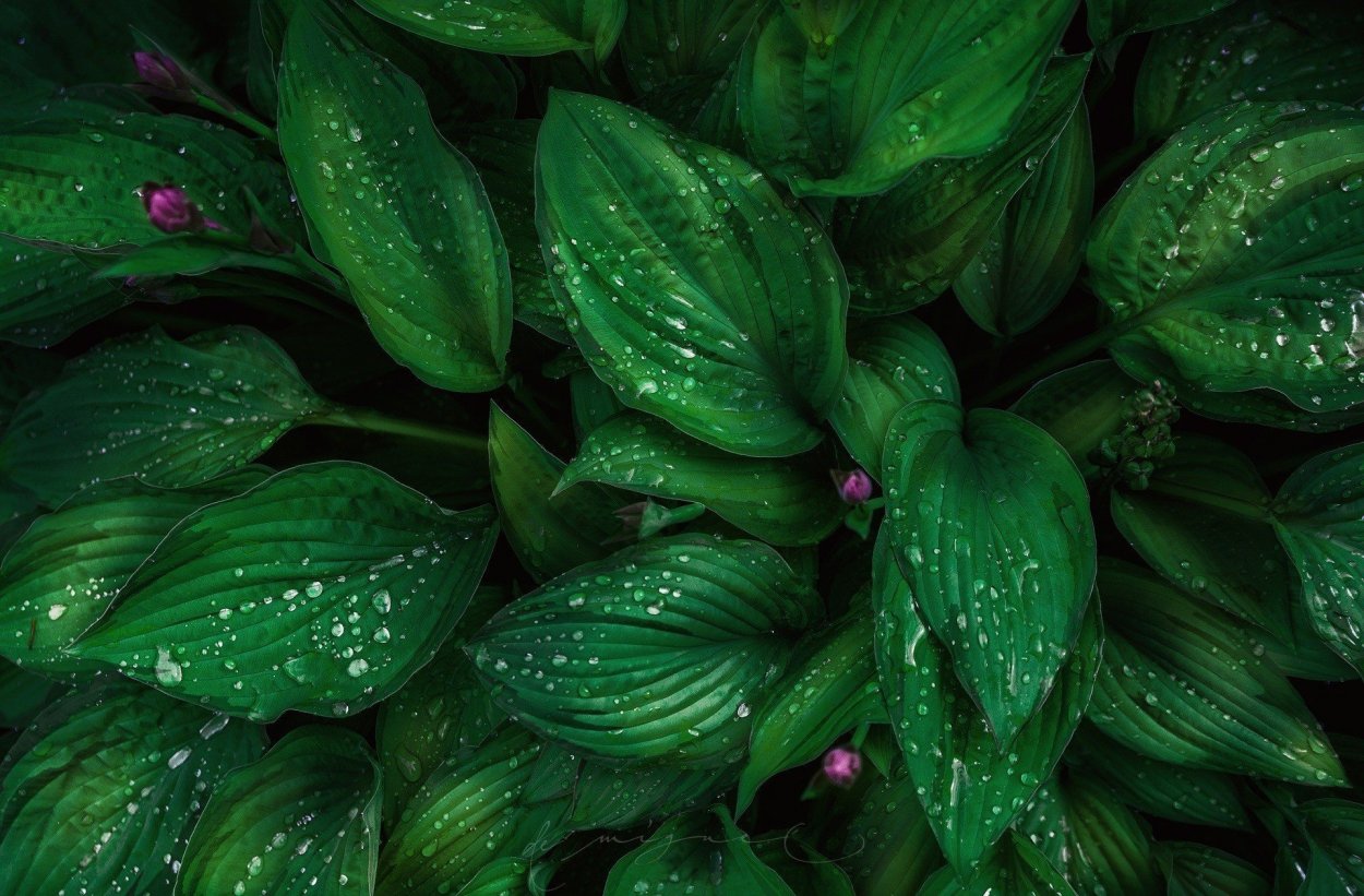 Зелёные растения