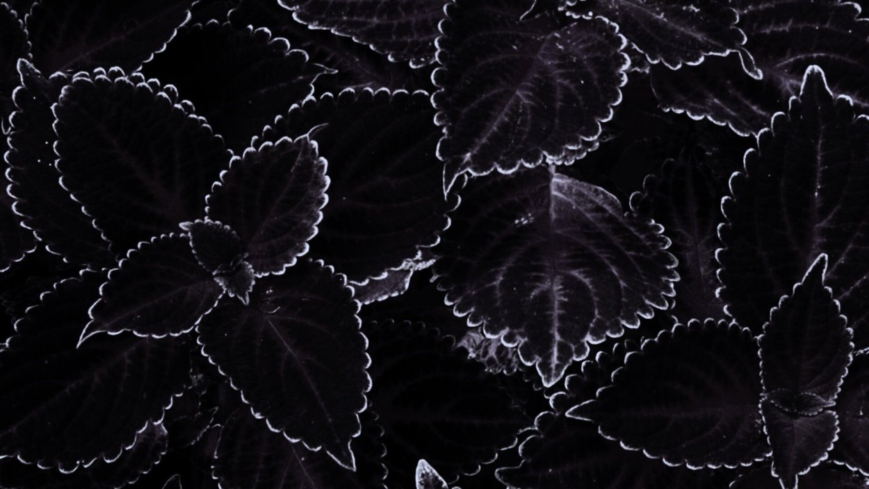 Черные обои