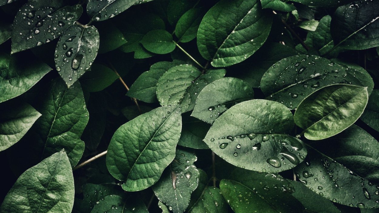 Темно зеленые листья