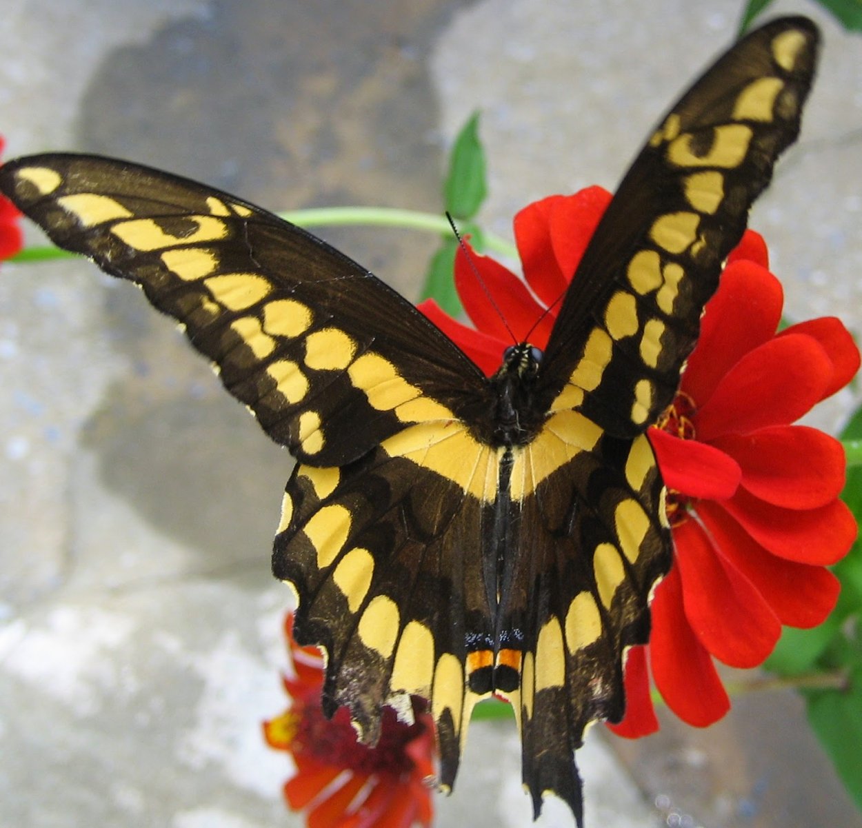 Papilio cresphontes