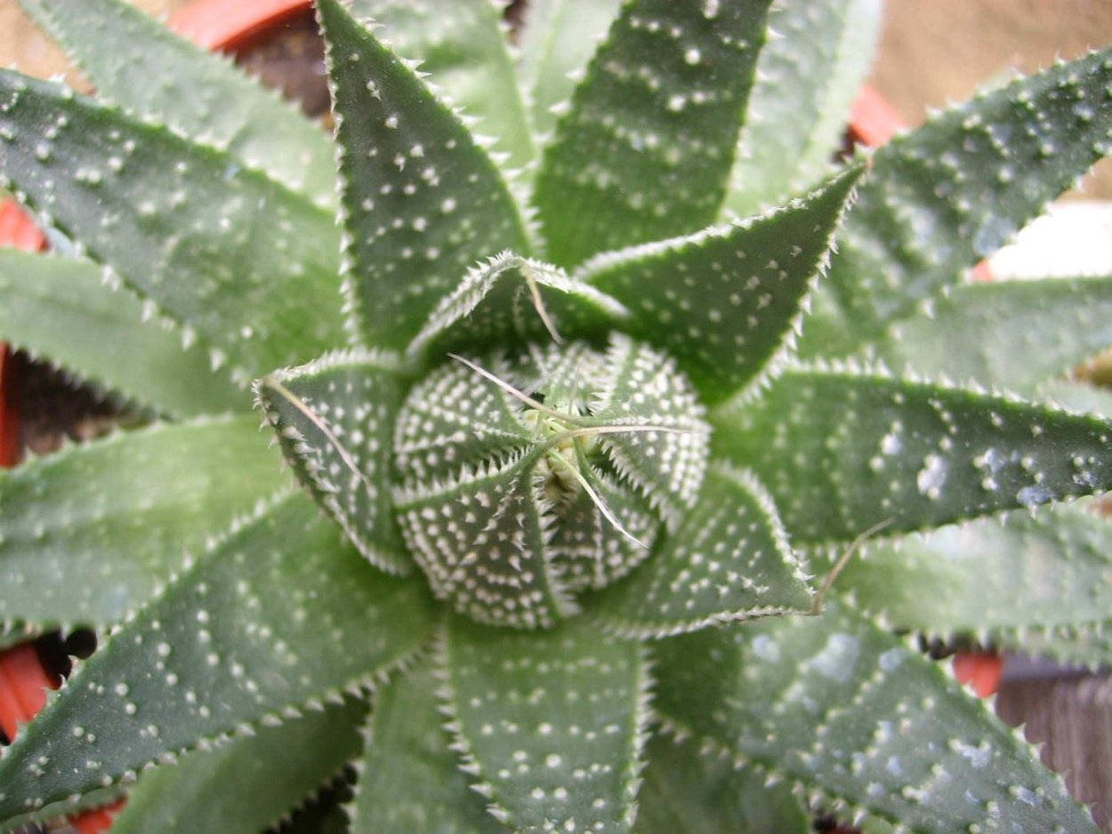 Алоэ Вера аристата