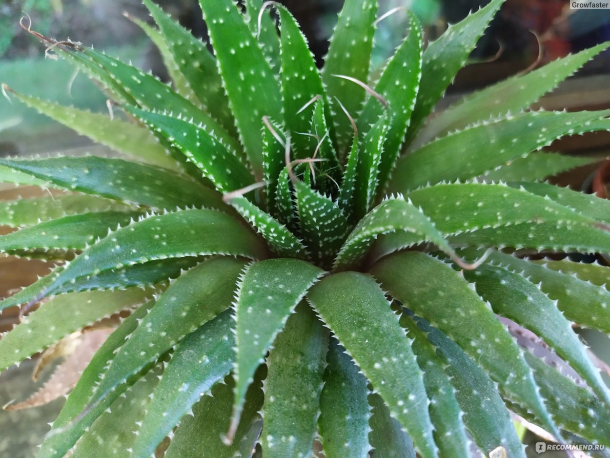 Алоэ остистое хавортия