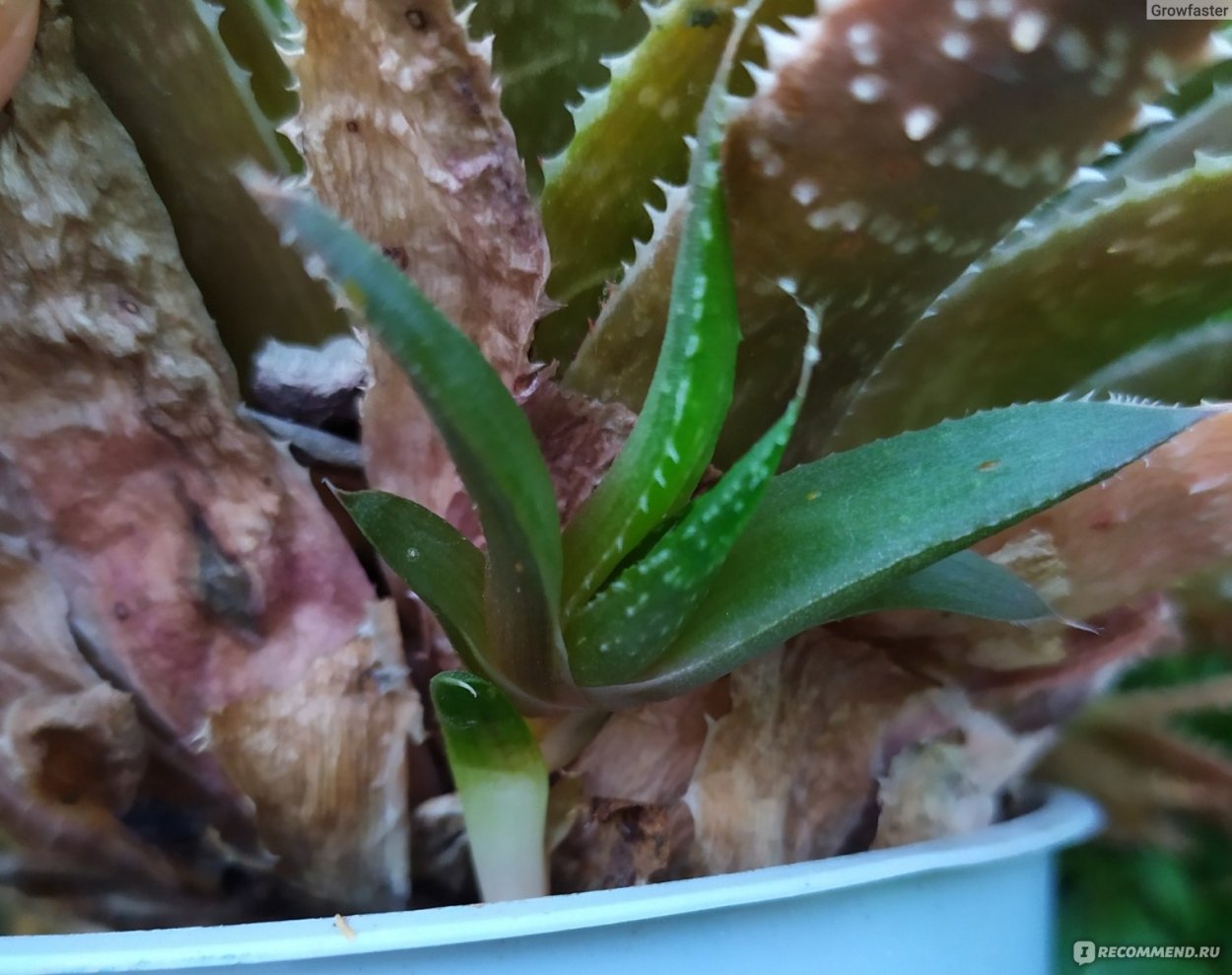 Алоэ остистое размножение, пересадка