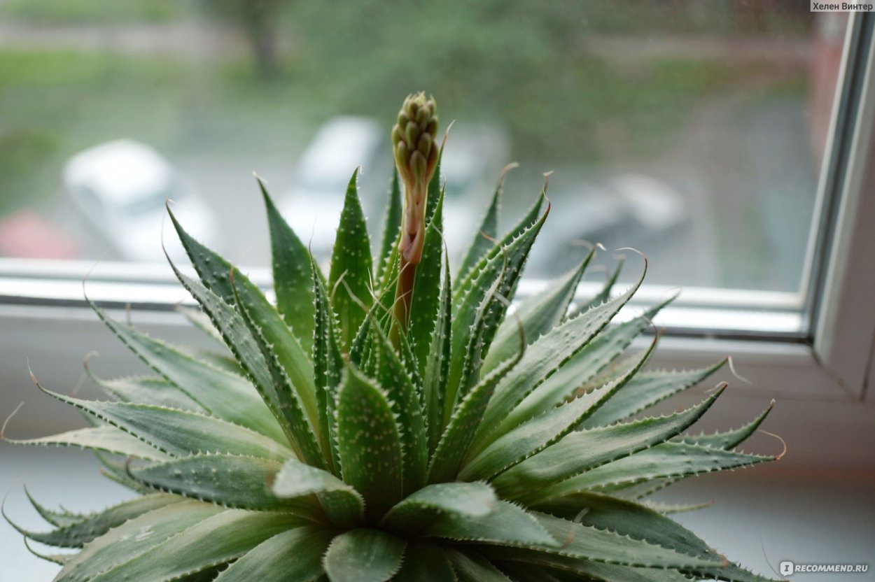 Алоэ остистое цветонос