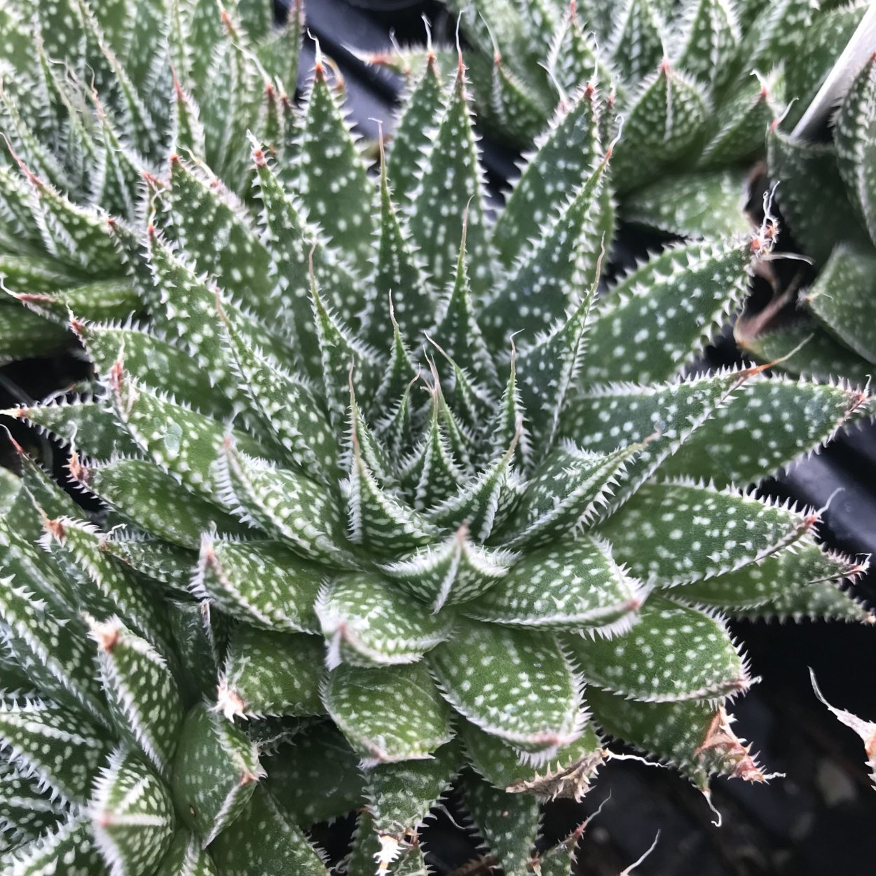 Алоэ аристата маленькое