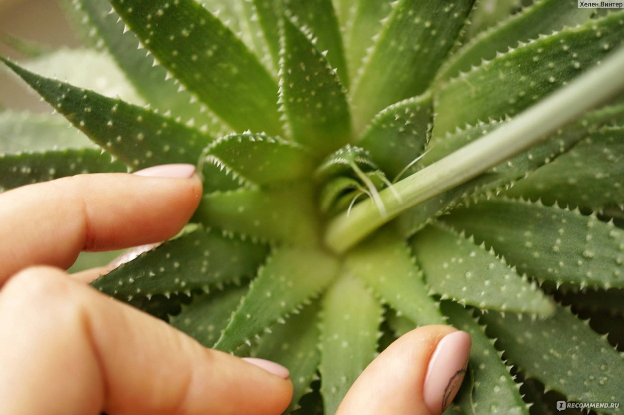 Алоэ аристата потемнел