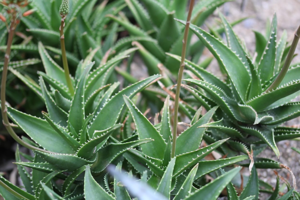 Алоэ сокотринское